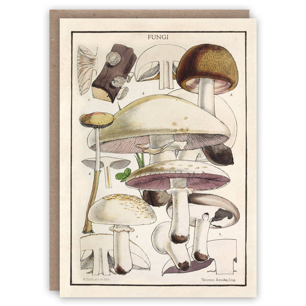 Fungi Greeting Card